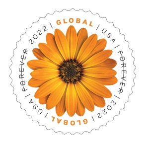 Global African Daisy 2022  50pcs(5 sheets)
