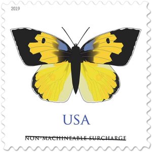 California Dogface 2019