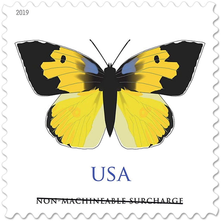 California Dogface 2019