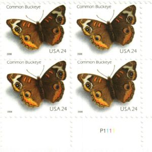 Common Buckeye Butterfly 2006
