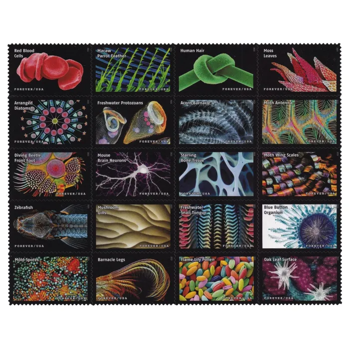 Life Magnified, 100 Pcs - Image 3