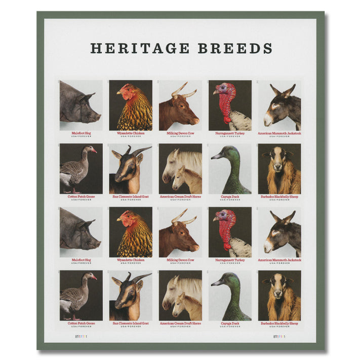 Heritage Breeds 2021 - Image 2